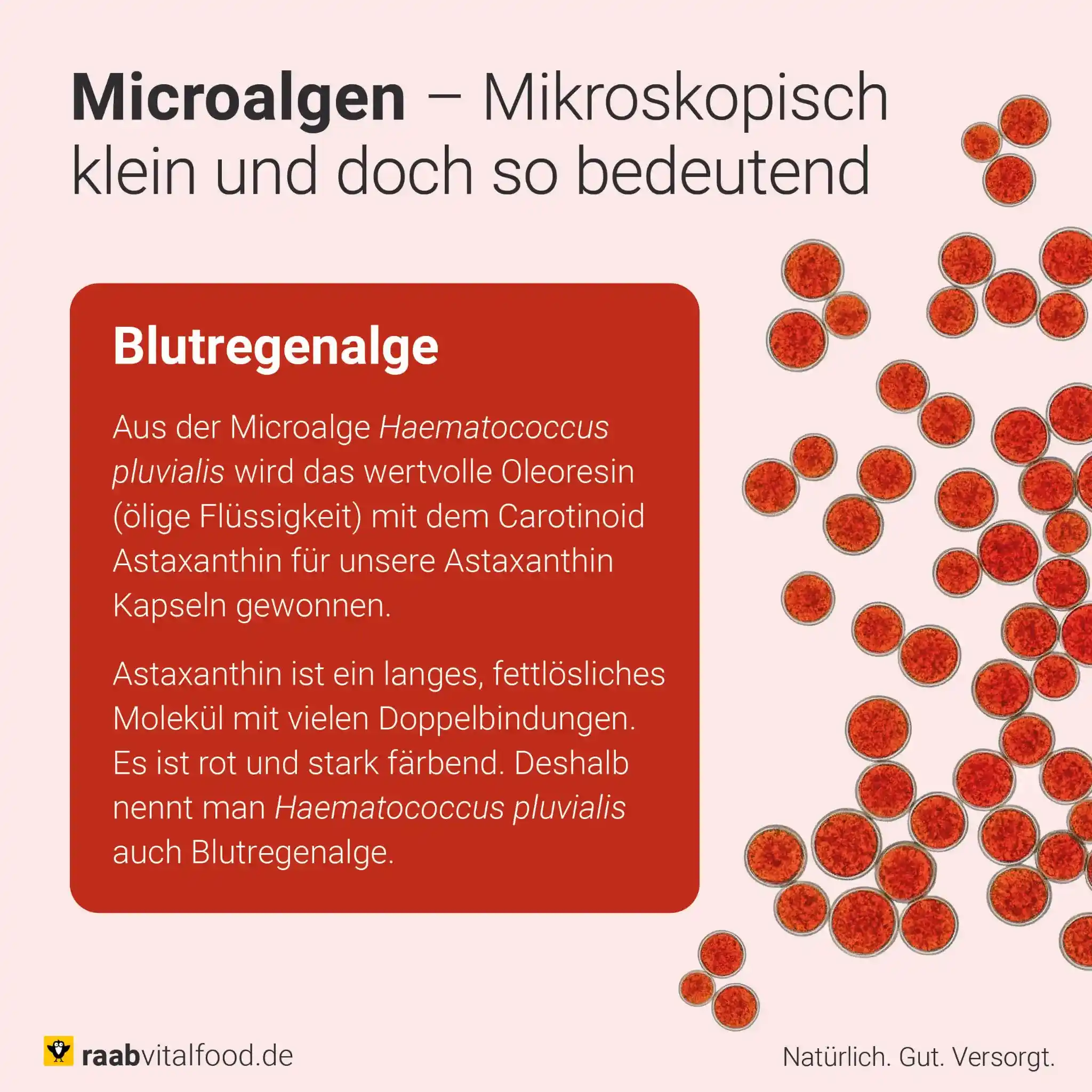 Astaxanthin Kapseln - Image 4