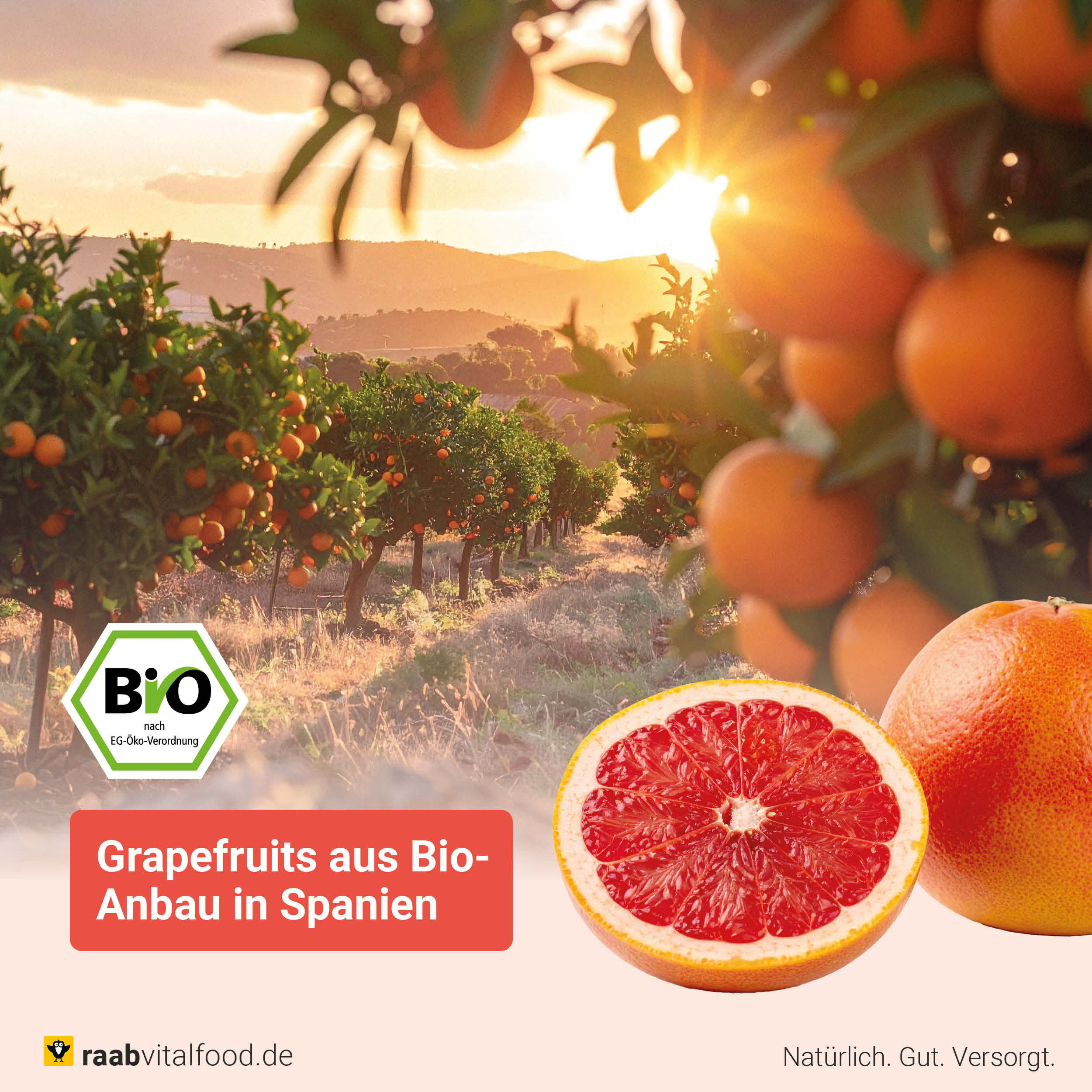 Bio Grapefruit Extrakt Tropfen - Image 4